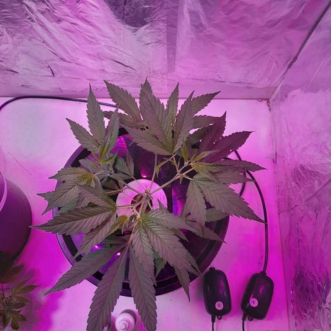 O.G. Kush growlog timeline photo