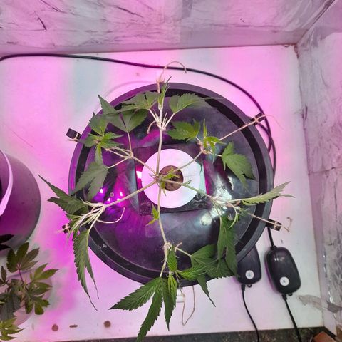 O.G. Kush growlog timeline photo