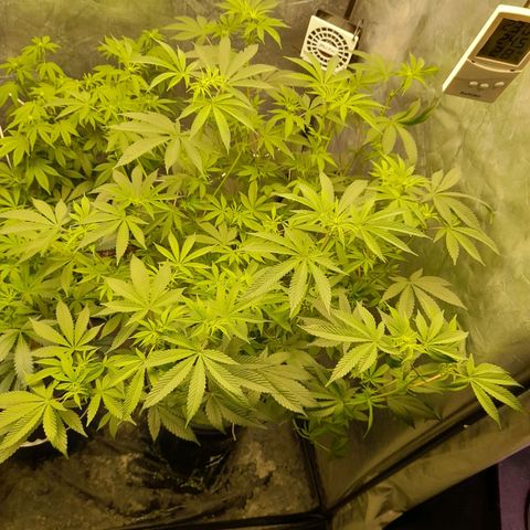 Gorilla Glue #4 growlog timeline photo