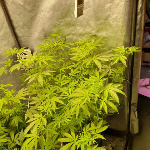 Gorilla Glue #4 growlog timeline photo