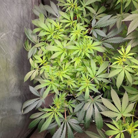 Super Lemon Haze growlog timeline photo