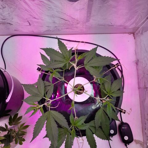 O.G. Kush growlog timeline photo