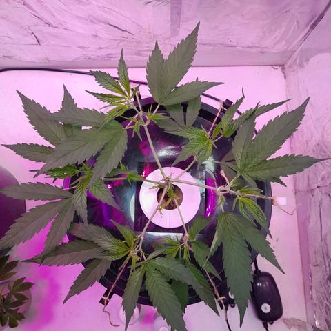 O.G. Kush growlog timeline photo