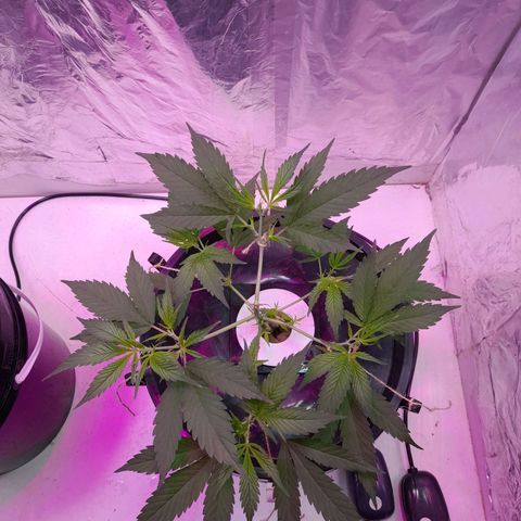O.G. Kush growlog timeline photo