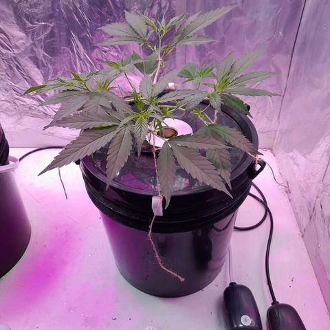 O.G. Kush growlog timeline photo