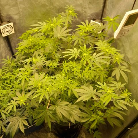 Gorilla Glue #4 growlog timeline photo