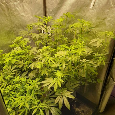 Gorilla Glue #4 growlog timeline photo