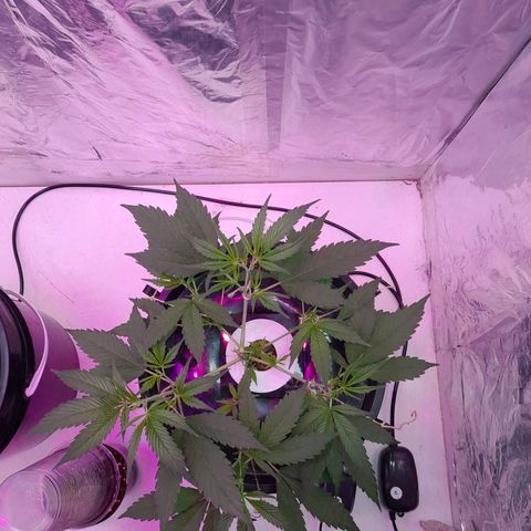 O.G. Kush growlog timeline photo