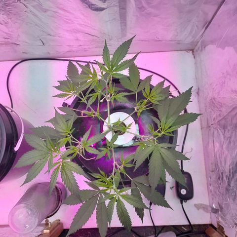 O.G. Kush growlog timeline photo