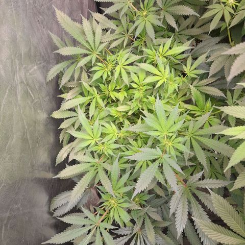 Super Lemon Haze growlog timeline photo