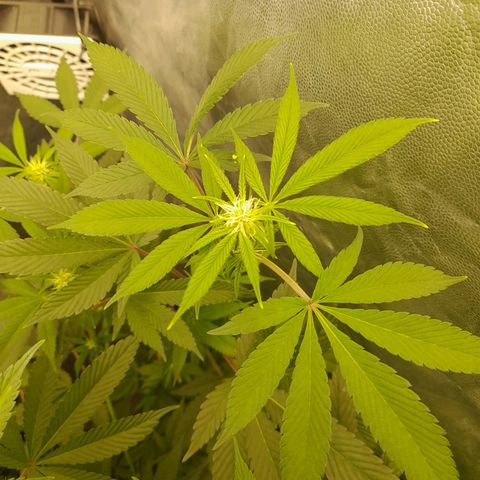 Gorilla Glue #4 growlog timeline photo