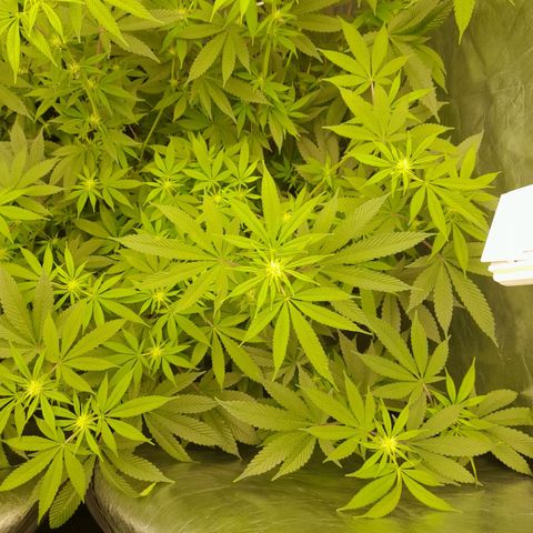 Gorilla Glue #4 growlog timeline photo
