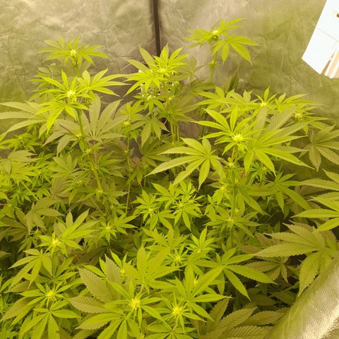 Gorilla Glue #4 growlog timeline photo