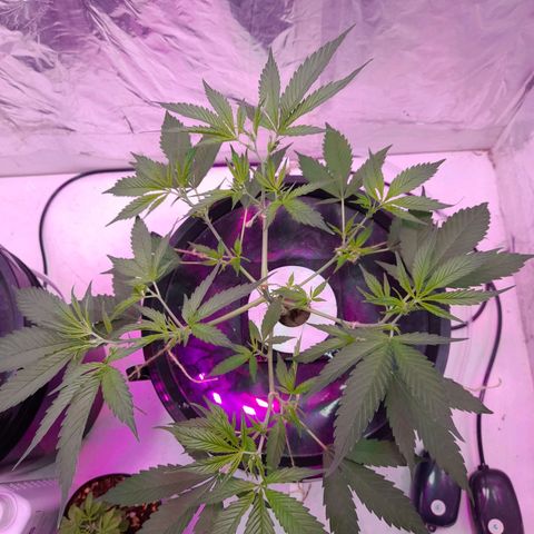 O.G. Kush growlog timeline photo