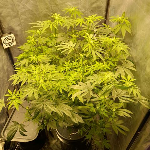 Gorilla Glue #4 growlog timeline photo
