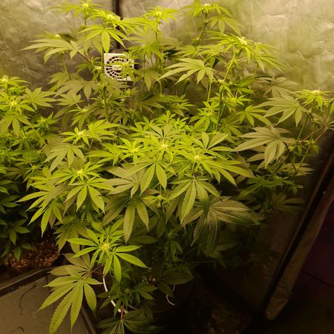 Gorilla Glue #4 growlog timeline photo