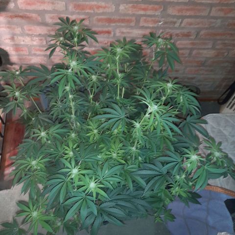 Gorilla Glue #4 growlog timeline photo