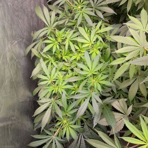 Super Lemon Haze growlog timeline photo