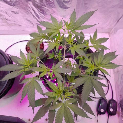 O.G. Kush growlog timeline photo