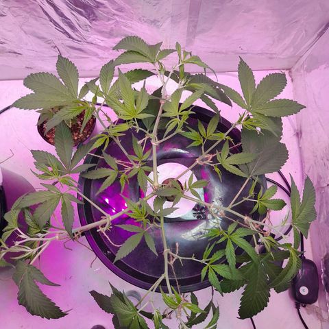 O.G. Kush growlog timeline photo