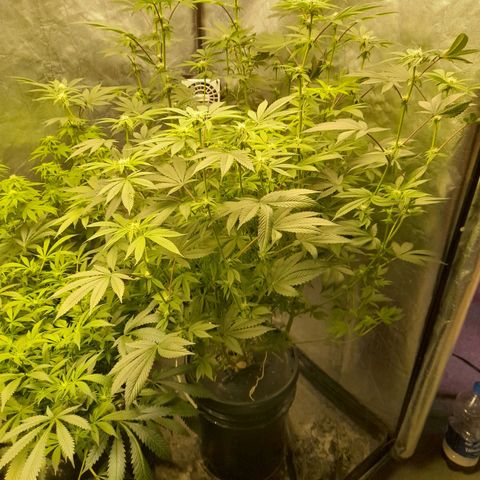 Gorilla Glue #4 growlog timeline photo