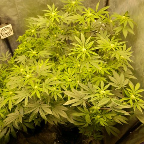 Gorilla Glue #4 growlog timeline photo