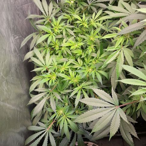 Super Lemon Haze growlog timeline photo