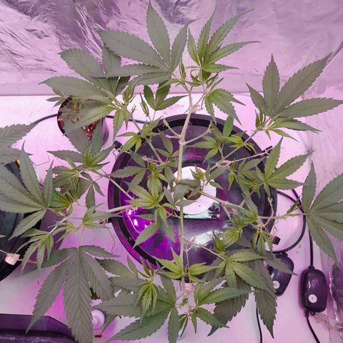 O.G. Kush growlog timeline photo