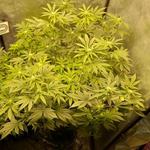 Gorilla Glue #4 growlog timeline photo