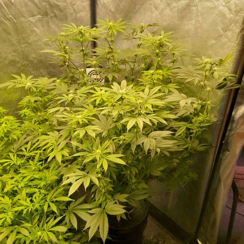 Gorilla Glue #4 growlog timeline photo