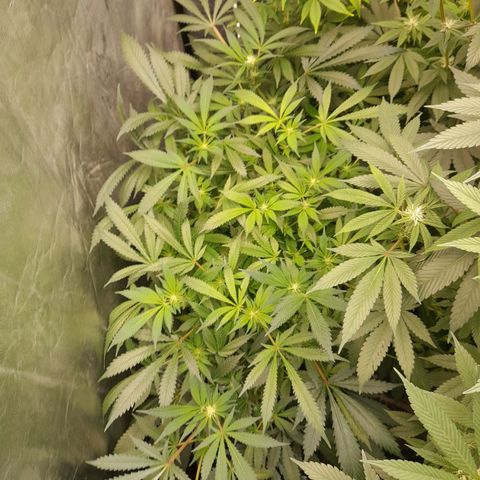 Super Lemon Haze growlog timeline photo