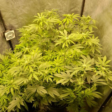 Gorilla Glue #4 growlog timeline photo
