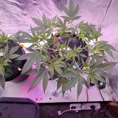 O.G. Kush growlog timeline photo