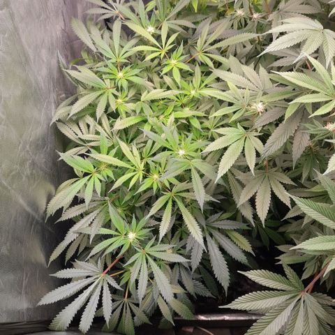 Super Lemon Haze growlog timeline photo