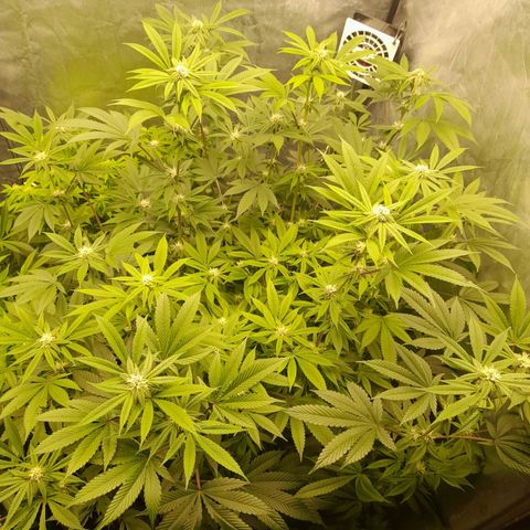 Gorilla Glue #4 growlog timeline photo
