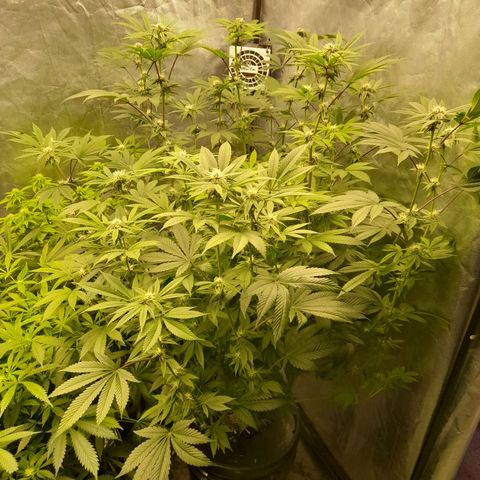 Gorilla Glue #4 growlog timeline photo