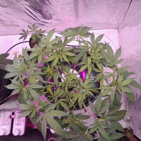 O.G. Kush growlog timeline photo