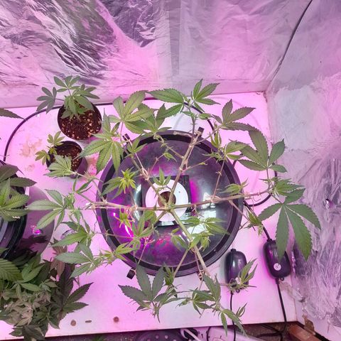 O.G. Kush growlog timeline photo