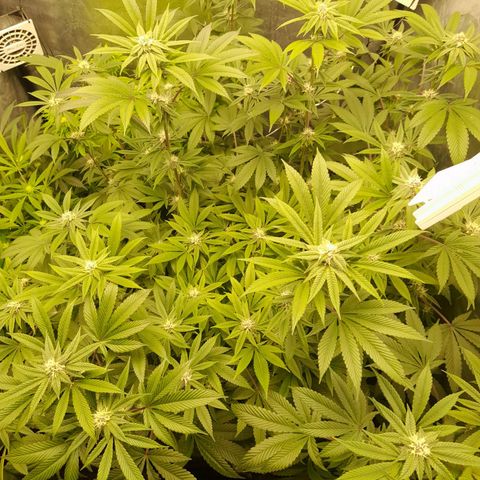 Gorilla Glue #4 growlog timeline photo