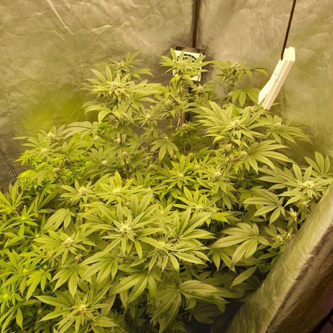 Gorilla Glue #4 growlog timeline photo