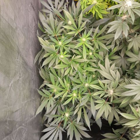 Super Lemon Haze growlog timeline photo