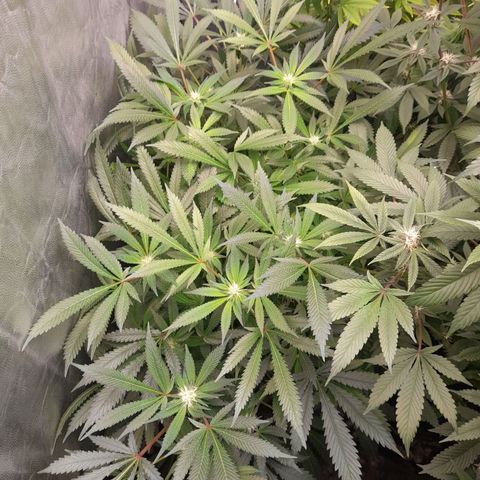 Super Lemon Haze growlog timeline photo