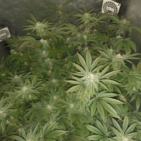 Gorilla Glue #4 growlog timeline photo
