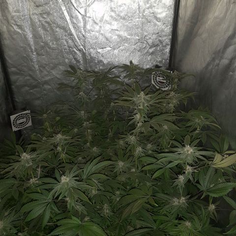 Gorilla Glue #4 growlog timeline photo