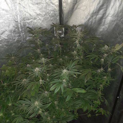 Gorilla Glue #4 growlog timeline photo