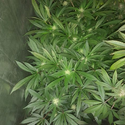 Super Lemon Haze growlog timeline photo