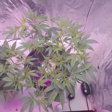 O.G. Kush growlog timeline photo