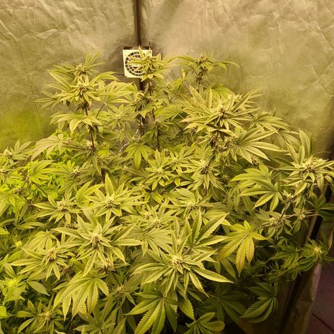 Gorilla Glue #4 growlog timeline photo