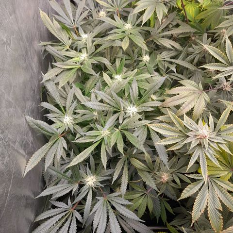 Super Lemon Haze growlog timeline photo