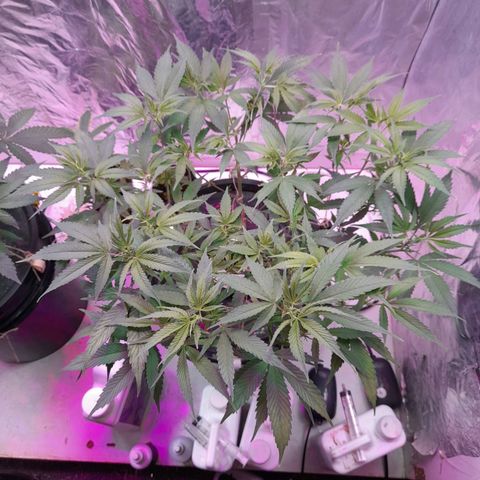 O.G. Kush growlog timeline photo
